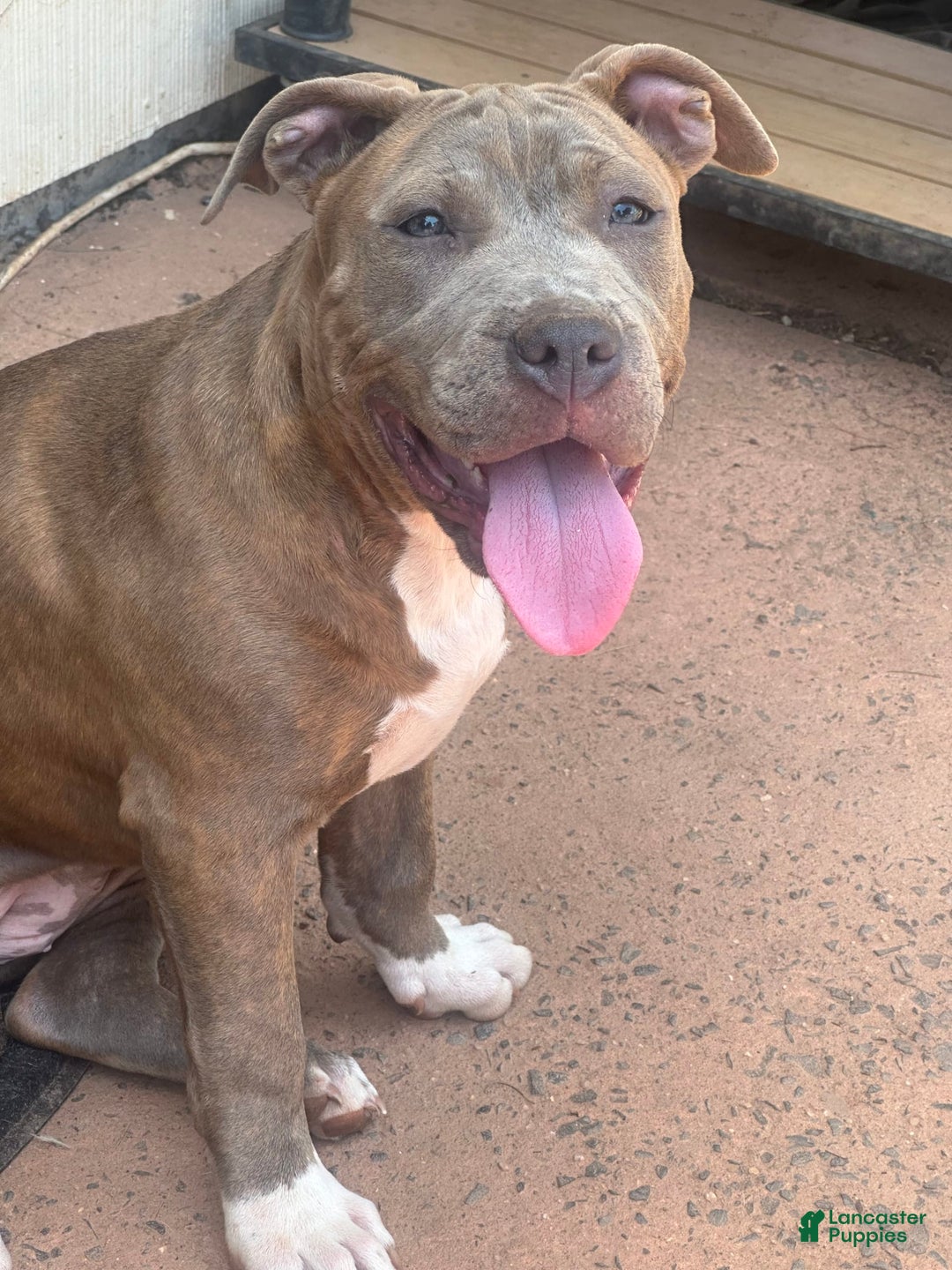 American Pit Bull Terrier dogs for sale: Jelly - Image 3