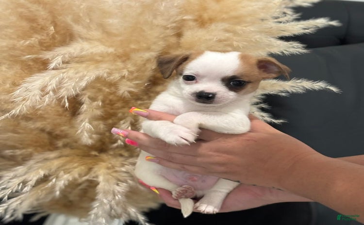 Chihuahua dogs for sale - Ad 1