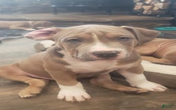 American Bully dogs for sale: Socks - Image 78