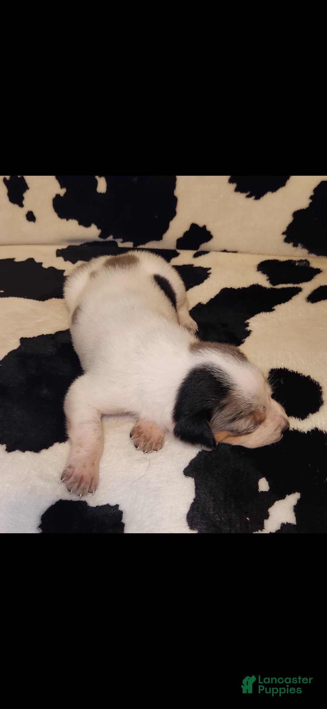 Catahoula Leopard Dog dogs for sale: Virginia - Image 1