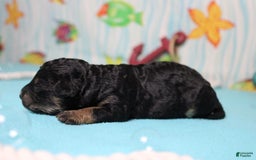 Mini Bernedoodle dogs for sale: Mini Bernedoodle 6 puppies - Image 3