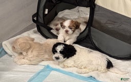 Shihpoo dogs for sale: Beamer - Image 3