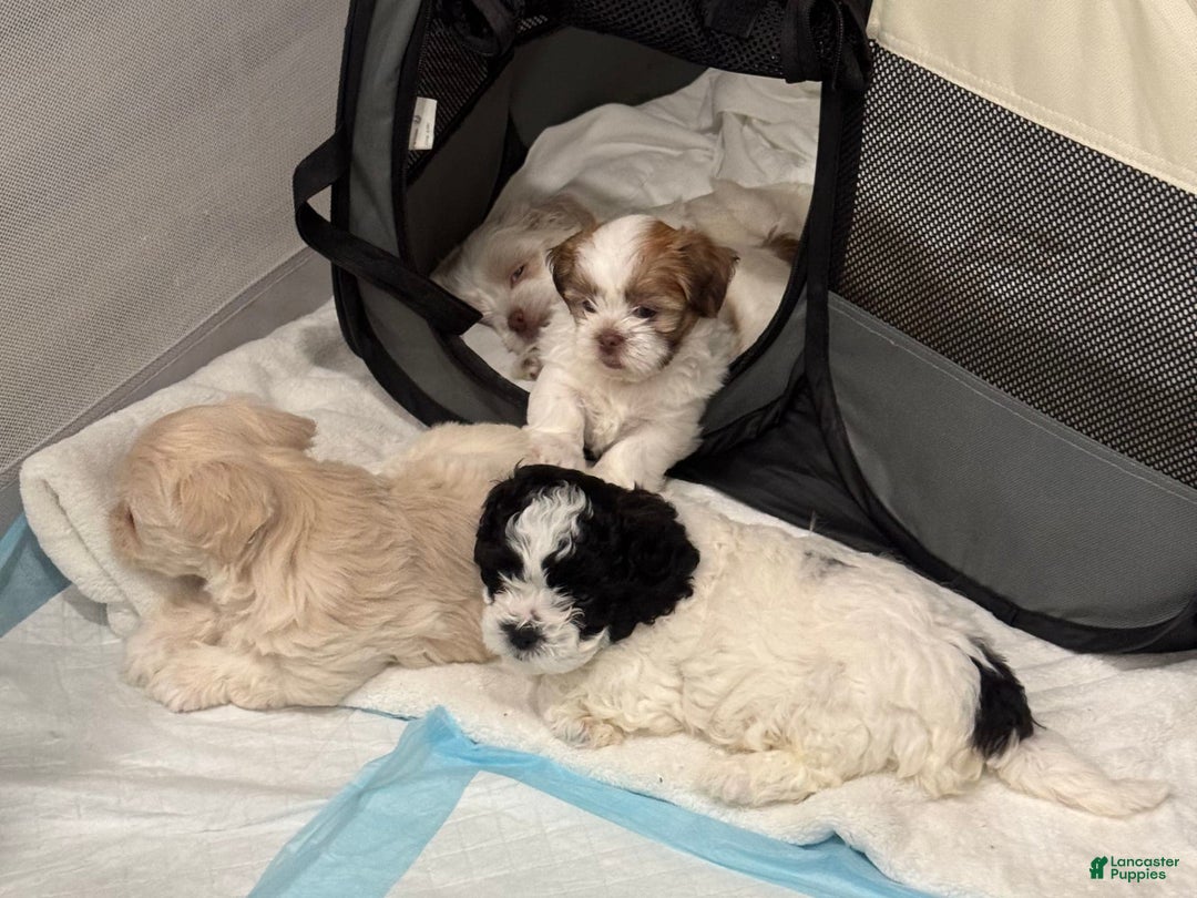 Shihpoo dogs for sale: Beamer - Image 3