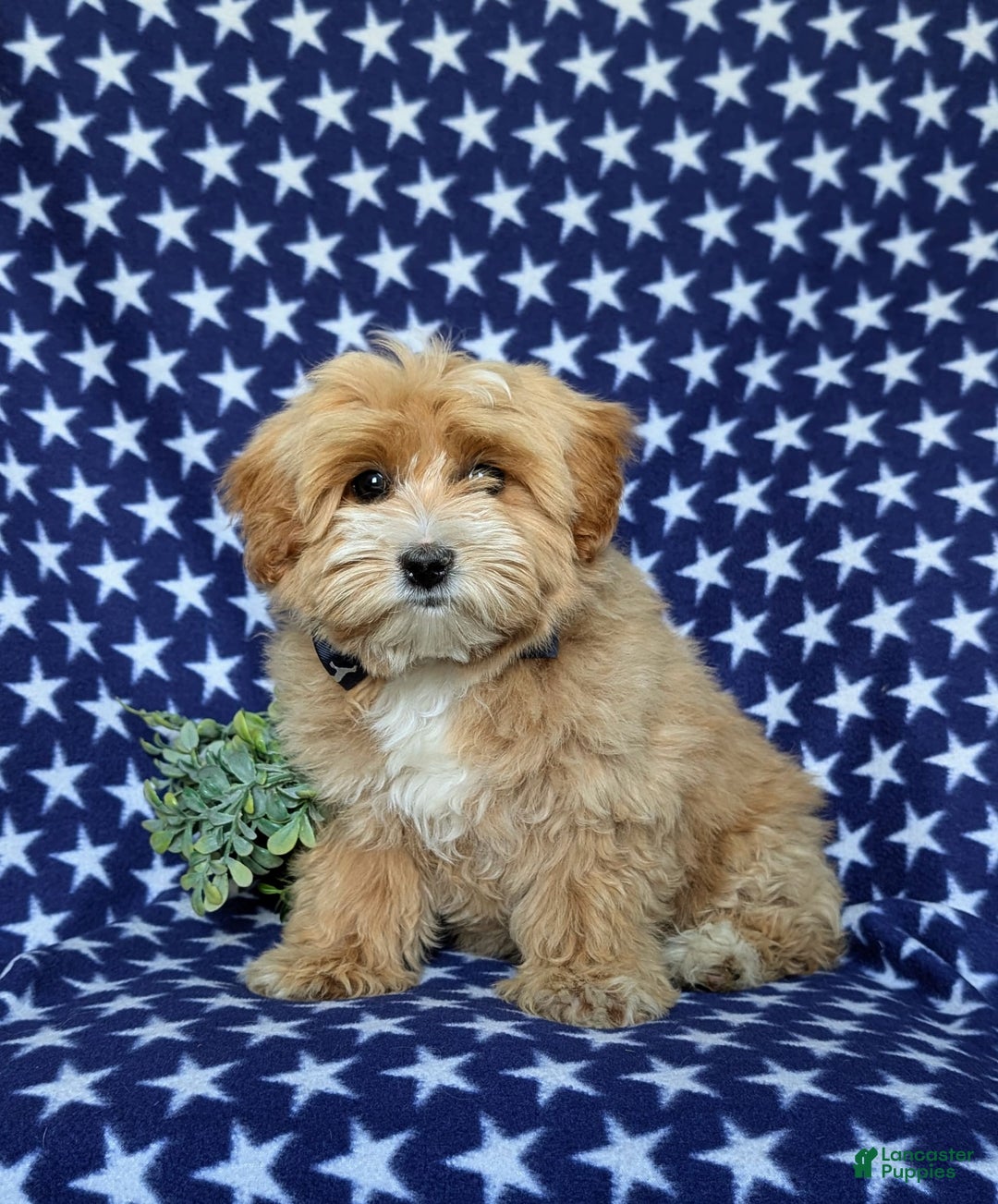 Maltipoo dogs for sale: Stratford - Image 1