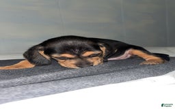 Doberman Pinscher dogs for sale: Toyo Juniors - Image 2