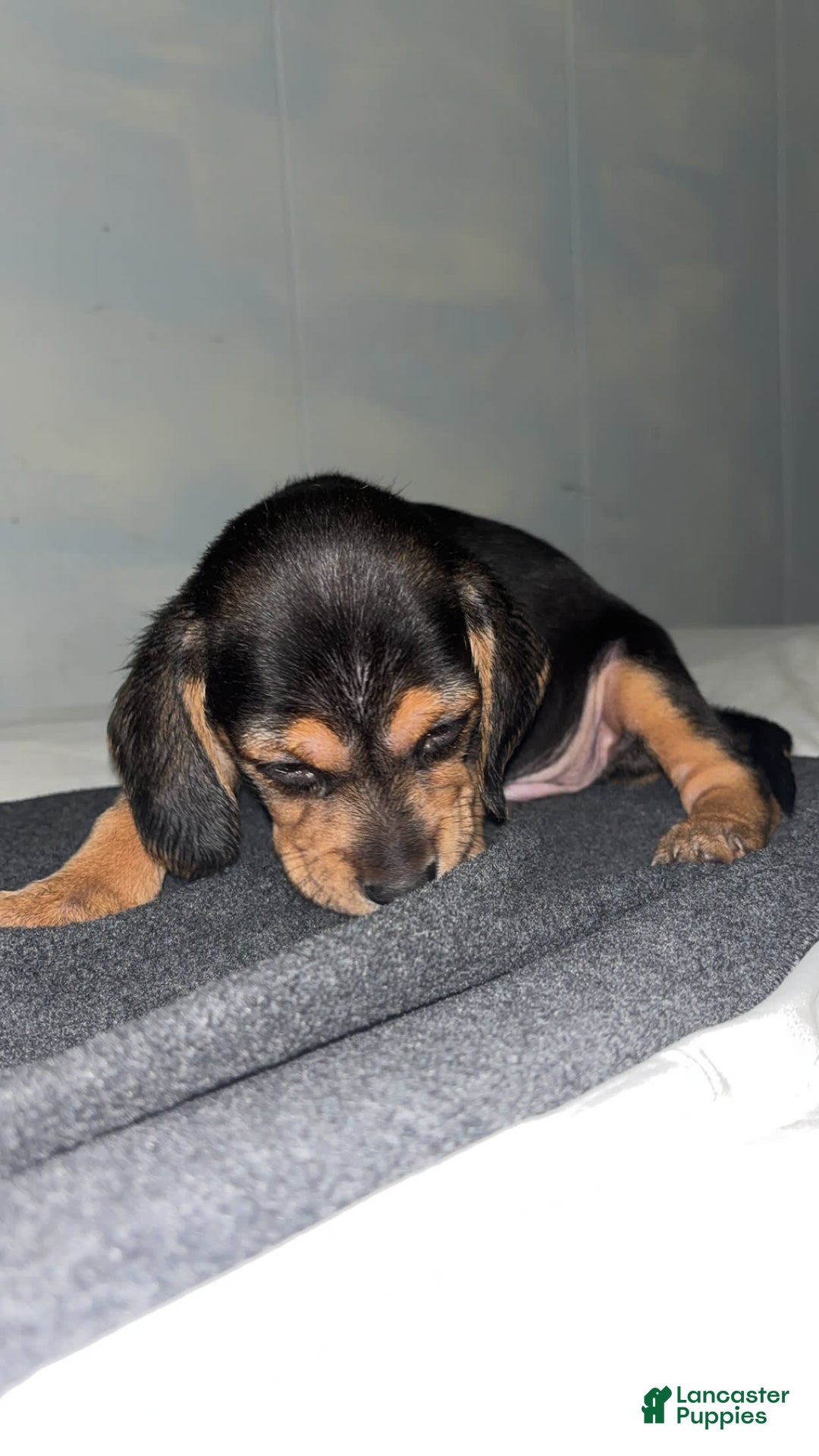 Doberman Pinscher dogs for sale: Toyo Juniors - Image 2