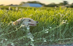 Golden Retriever dogs for sale: Chipi - Image 1