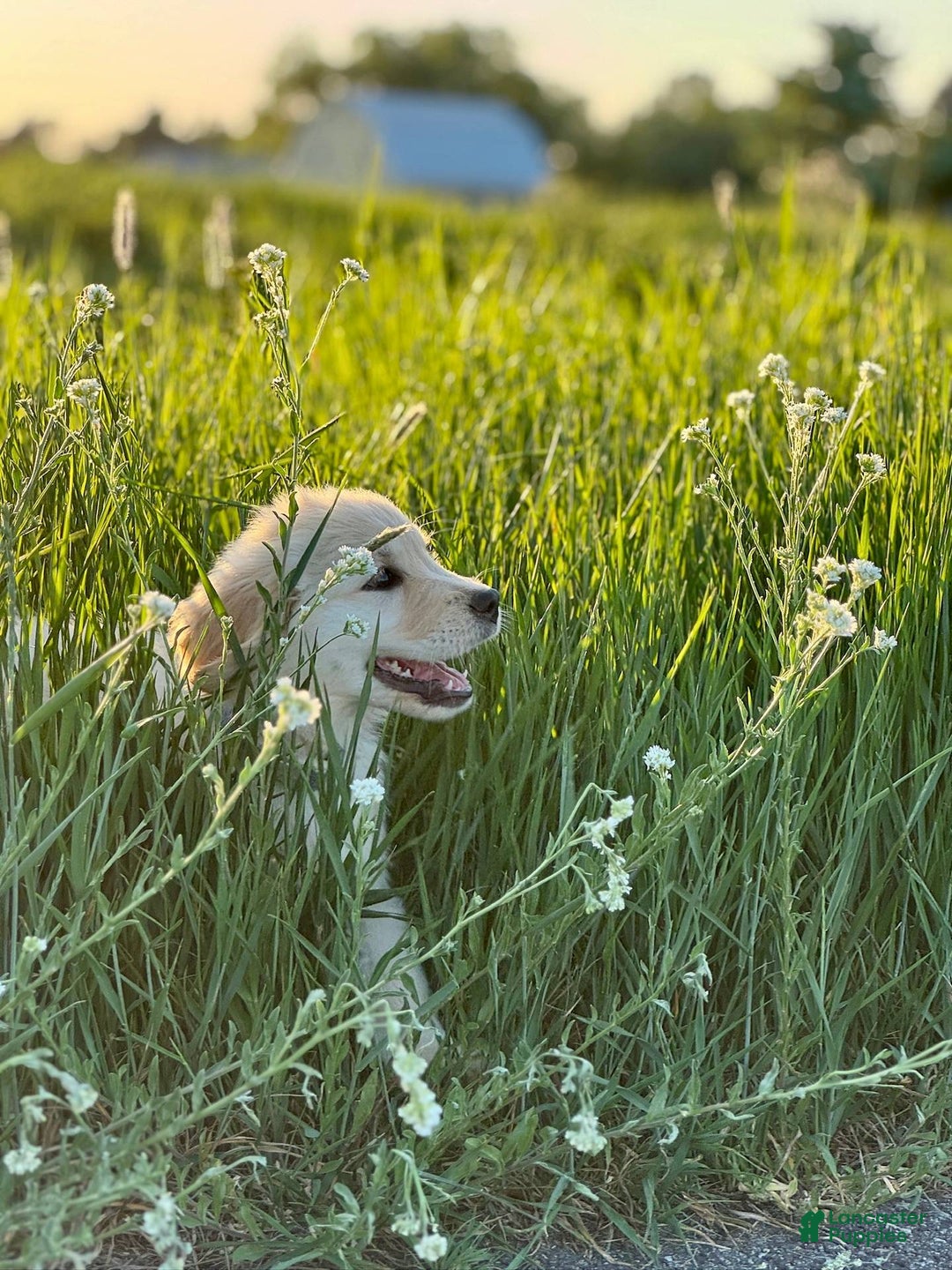 Golden Retriever dogs for sale: Chipi - Image 1