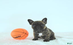 Frenchton dogs for sale: Zeke - Image 12