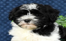 Havapoo dogs for sale: Candace - Image 3