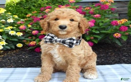 Standard Poodle dogs for sale: Duke - Image 9