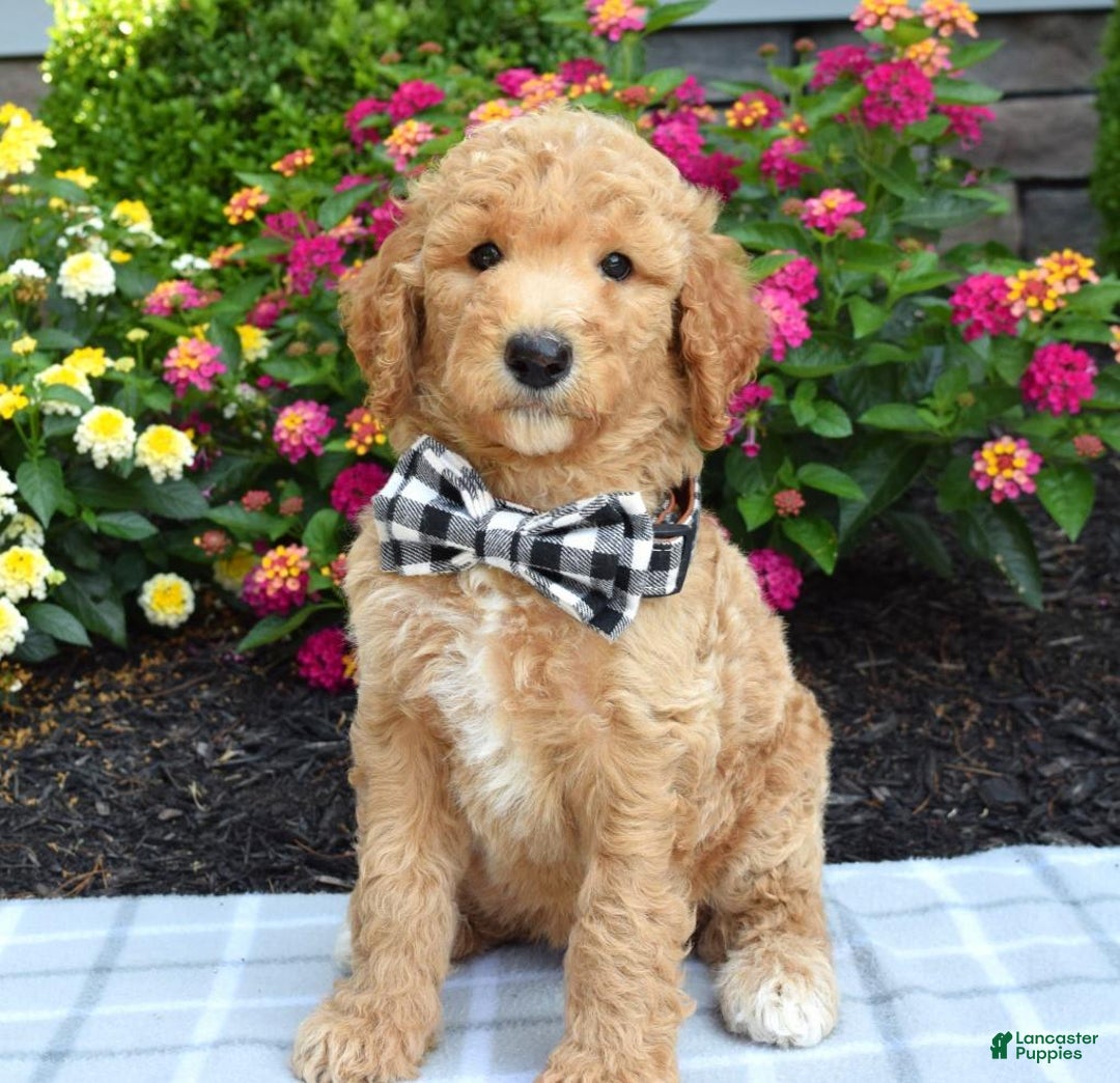 Standard Poodle dogs for sale: Duke - Image 9