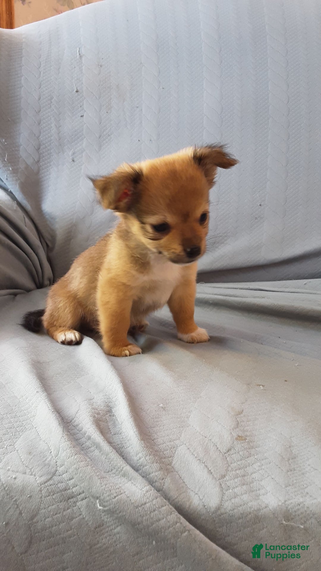 Chihuahua dogs for sale: Rosco - Image 6