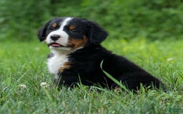 Bernese Mountain Dog dogs for sale: Snoopy - Image 25