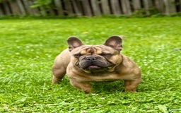 French Bulldog dogs for sale: Silver Dollar - Image 9