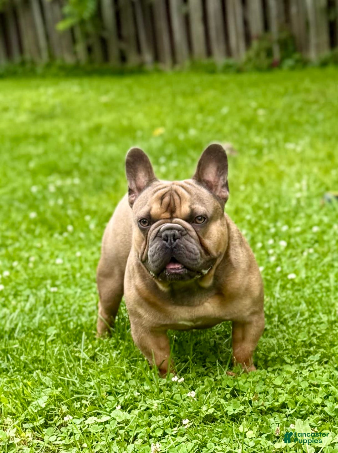 French Bulldog dogs for sale: Silver Dollar - Image 9