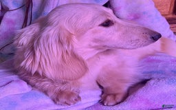 Miniature Dachshund dogs for sale: James - Image 17