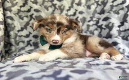 Miniature Australian Shepherd dogs for sale: Onyx - Image 4
