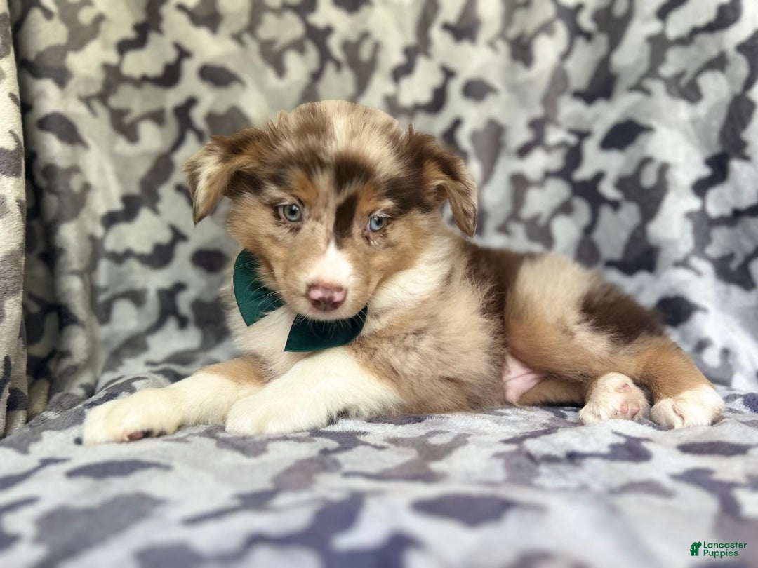 Miniature Australian Shepherd dogs for sale: Onyx - Image 4