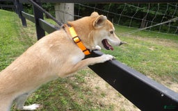 Shiba Inu dogs for sale: Red Bird - Image 3