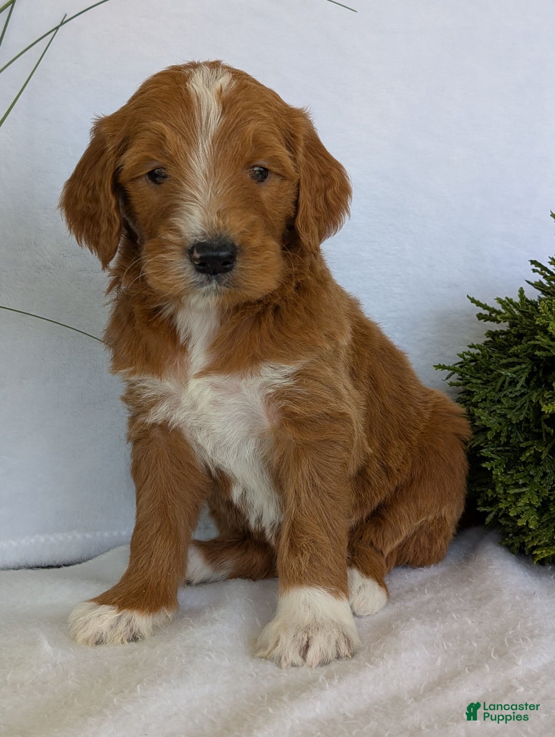 Goldendoodle dogs for sale: Mikey - Image 9