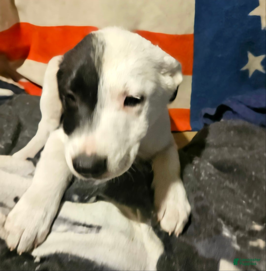 Border Collie dogs for sale: Hondo - Image 7