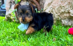 Yorkshire Terrier dogs for sale: Mozart - Image 1