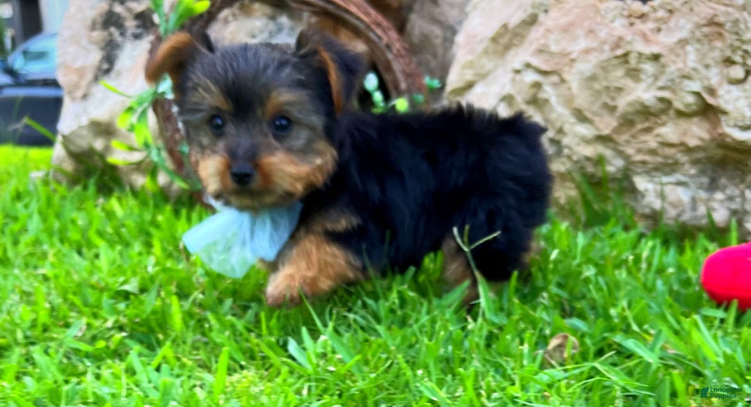 Yorkshire Terrier dogs for sale: Mozart - Image 1