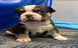 French Bulldog dogs for sale: Cadet - Image 1