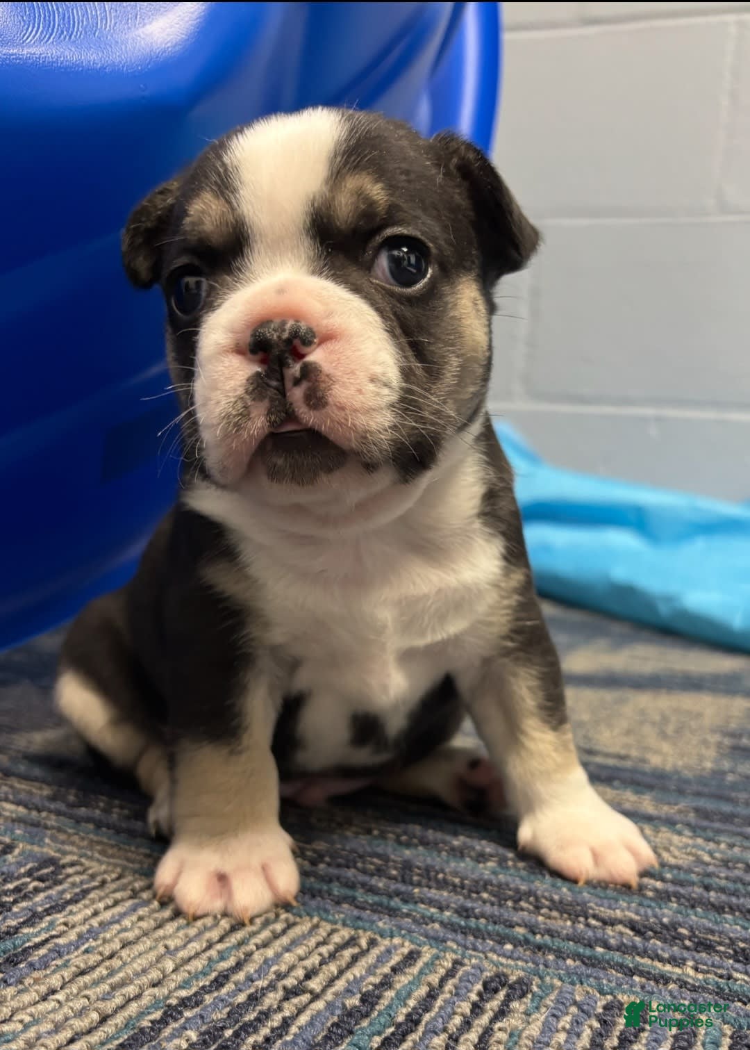 French Bulldog dogs for sale: Cadet - Image 1