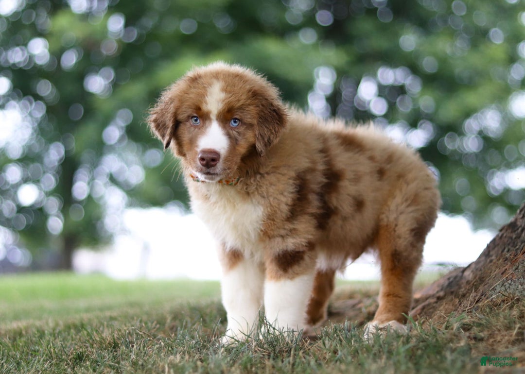 Australian Shepherd dogs for sale: Dune - Image 2