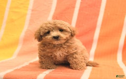 Bichpoo dogs for sale: Missy - Image 5