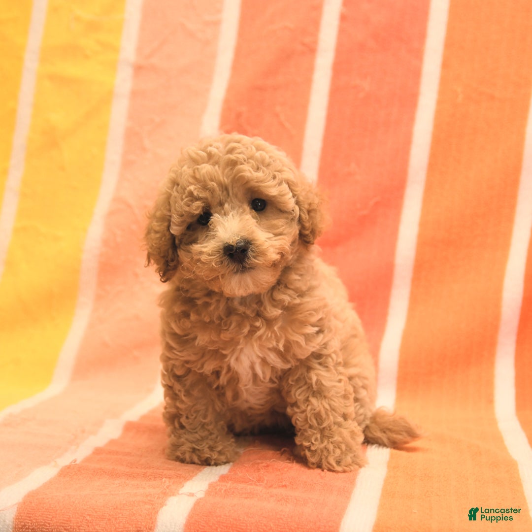 Bichpoo dogs for sale: Missy - Image 5