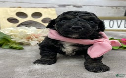 Miniature Poodle dogs for sale: Tessa - Image 8