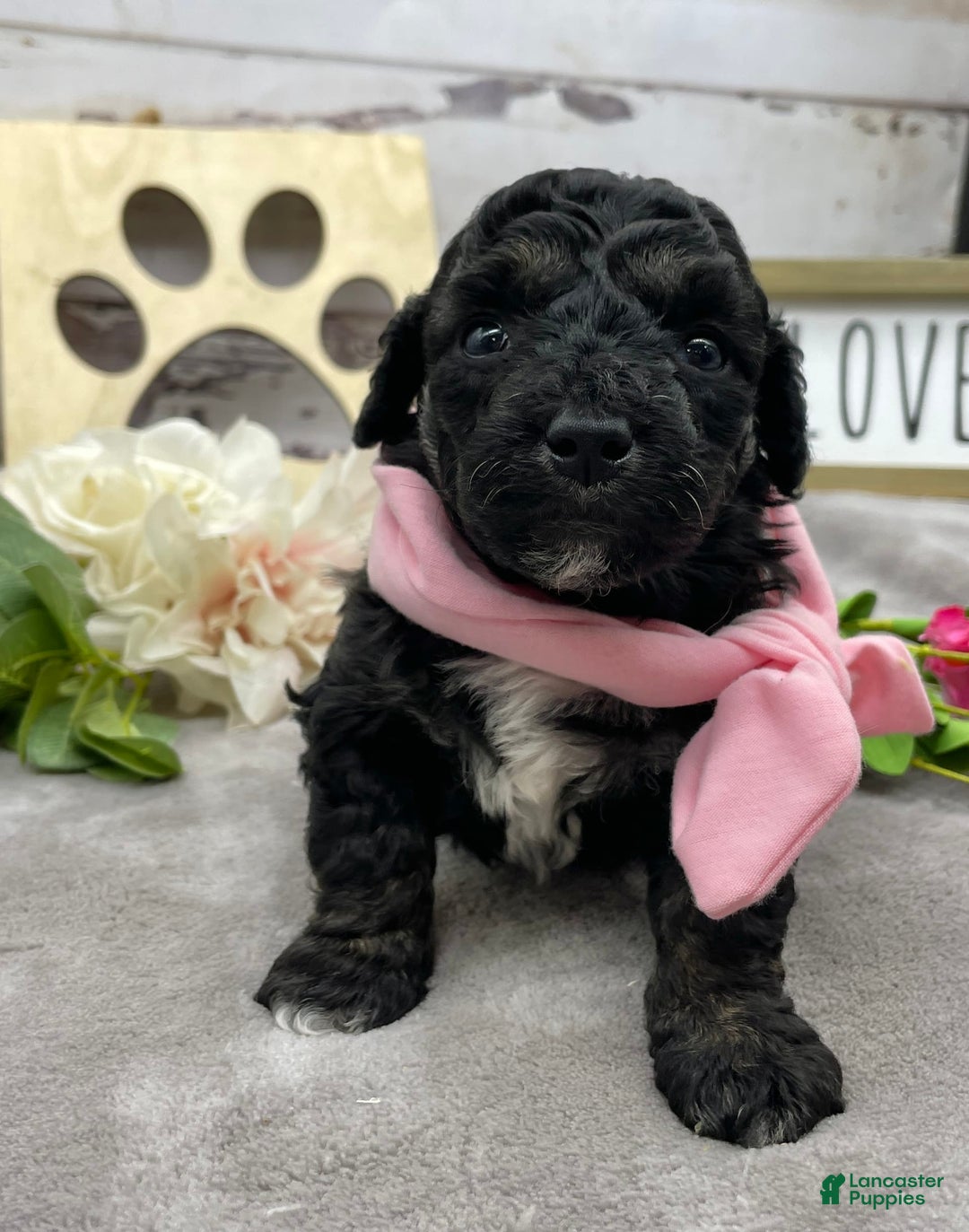 Miniature Poodle dogs for sale: Tessa - Image 8