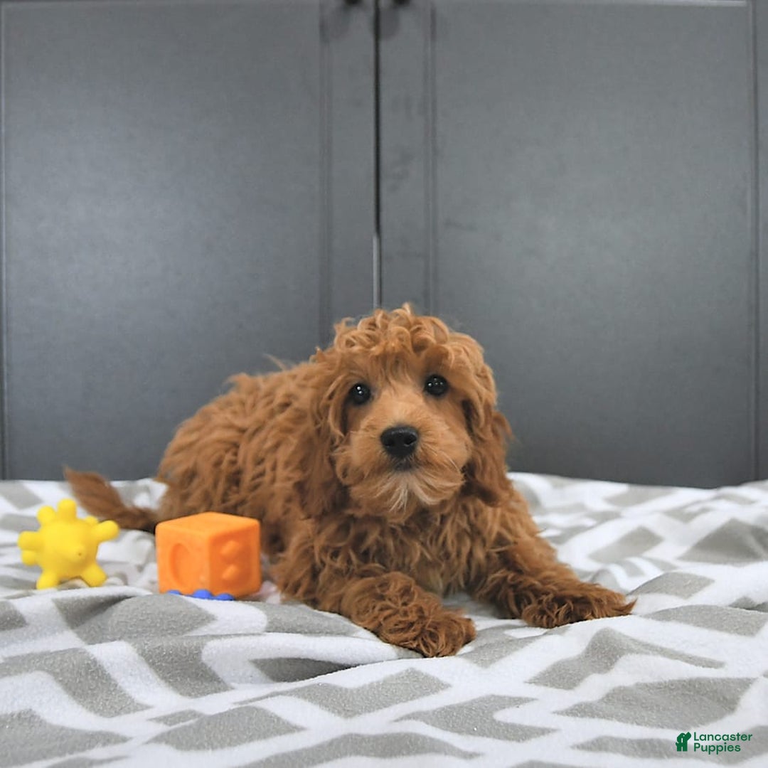 Mini Goldendoodle dogs for sale: Milo - Image 3