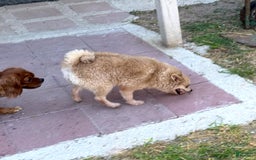 Pomeranian dogs for sale: Giovanna - Image 24