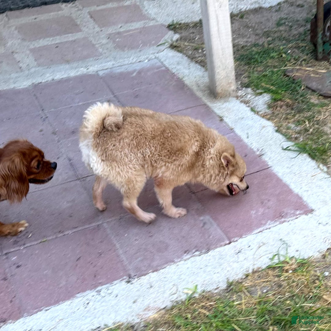 Pomeranian dogs for sale: Giovanna - Image 24