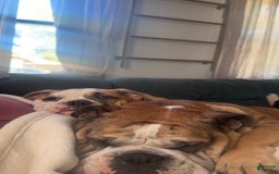 English Bulldog dogs for sale: Mr. Mans Jr. - Image 7