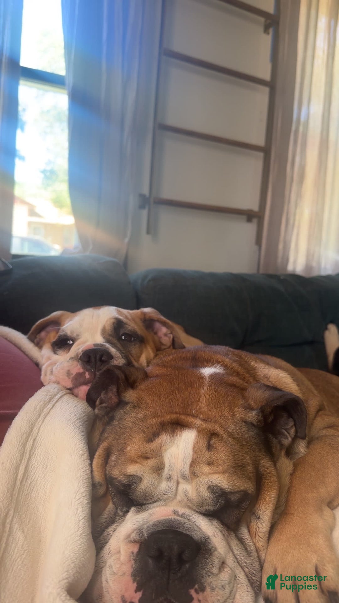 English Bulldog dogs for sale: Mr. Mans Jr. - Image 7