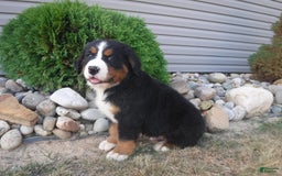 Bernese Mountain Dog dogs for sale: Dustin - Image 2