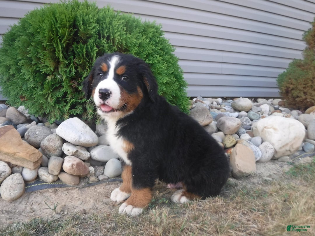 Bernese Mountain Dog dogs for sale: Dustin - Image 2