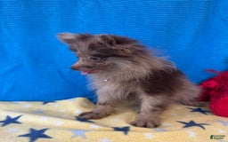 Pomeranian dogs for sale: Dusty - Image 5