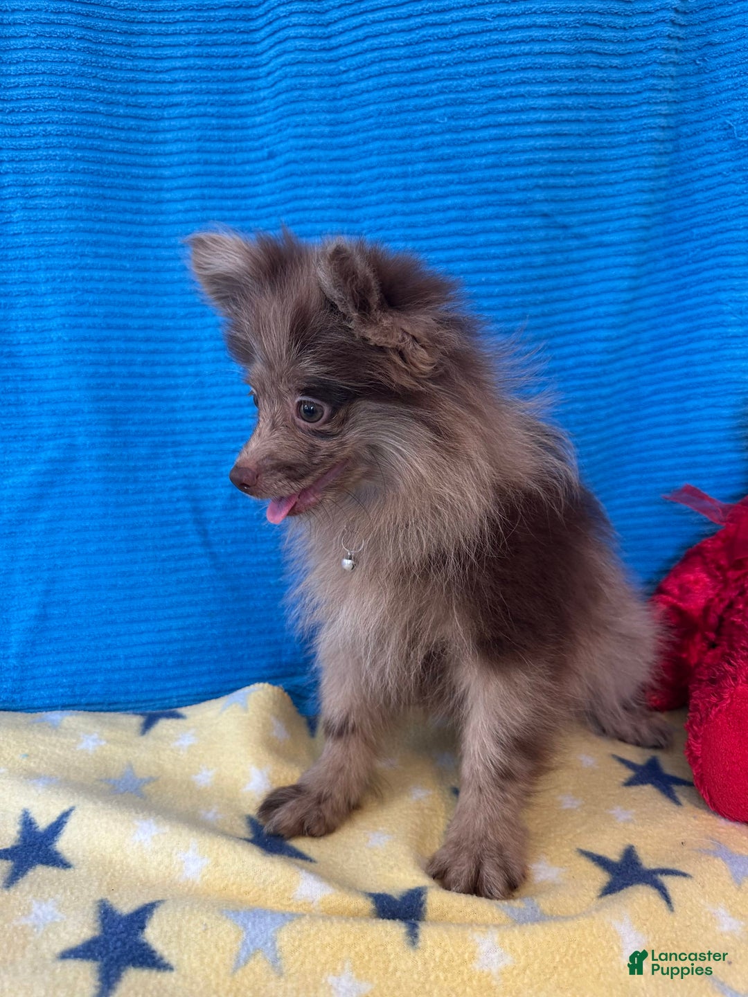 Pomeranian dogs for sale: Dusty - Image 5