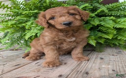 Goldendoodle dogs for sale: Dash - Image 13