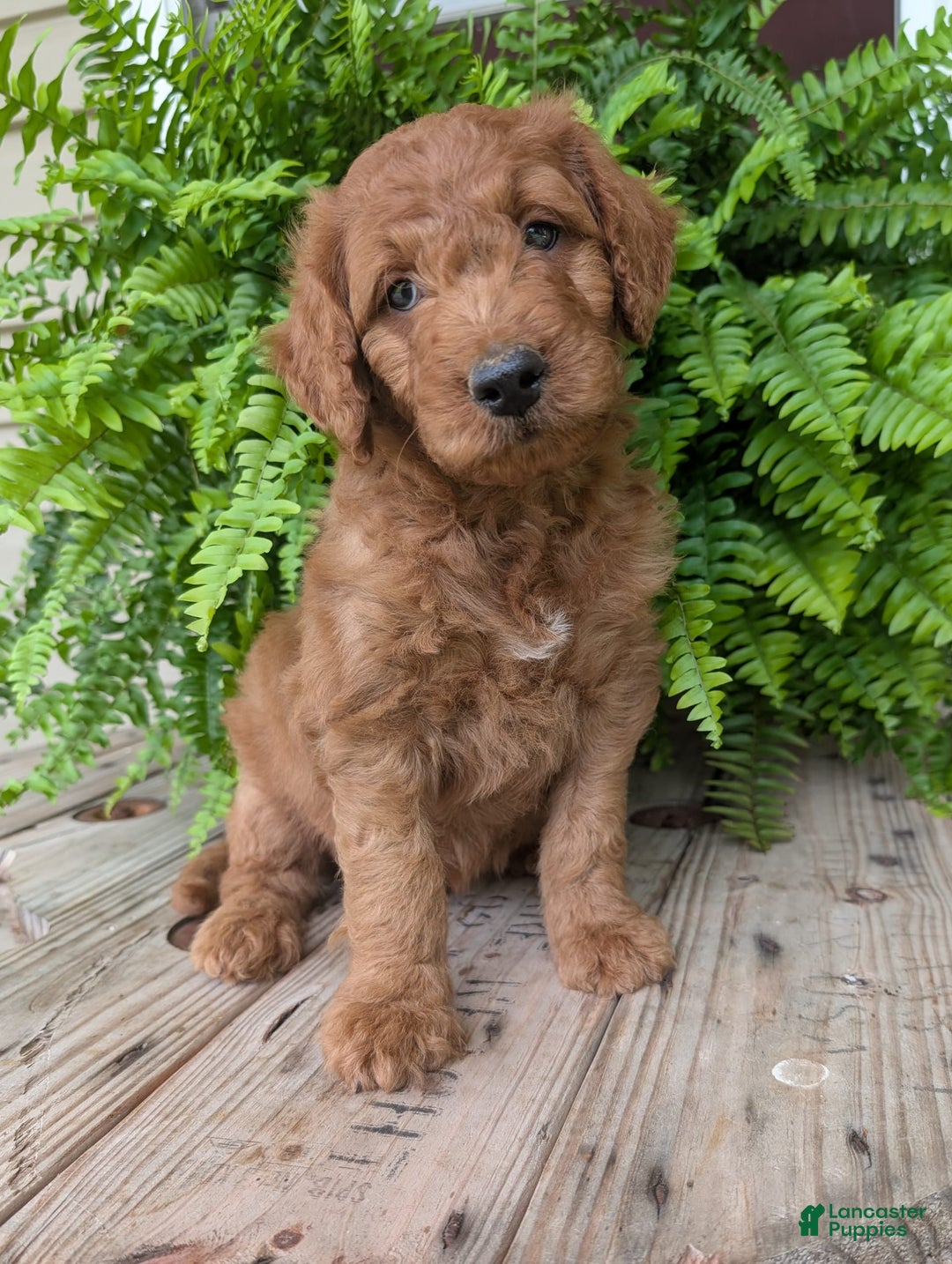 Goldendoodle dogs for sale: Dash - Image 13