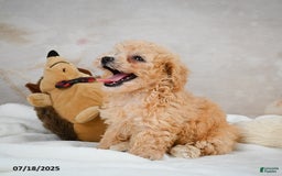 Bichpoo dogs for sale: Dixie - Image 6