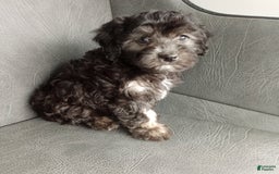 Havapoo dogs for sale: Sally - Image 4