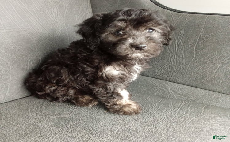 Havapoo dogs for sale - Ad 5
