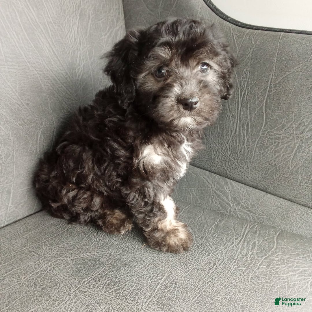 Havapoo dogs for sale: Sally - Image 4